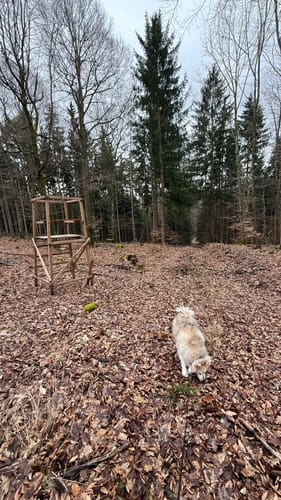 Waldwanderung im Feuchtlach