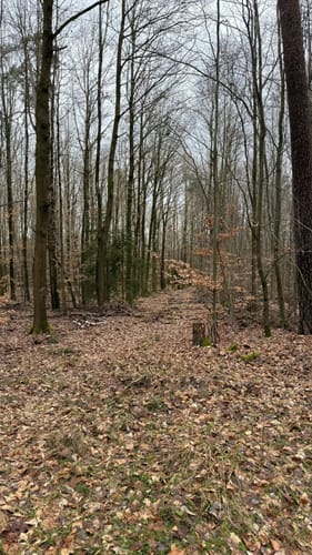 Waldwanderung im Feuchtlach