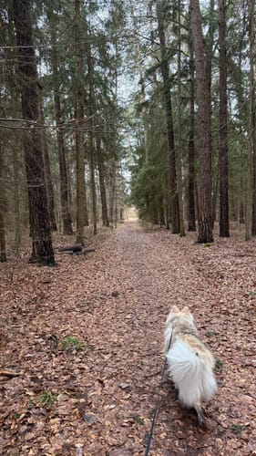 Waldwanderung im Feuchtlach