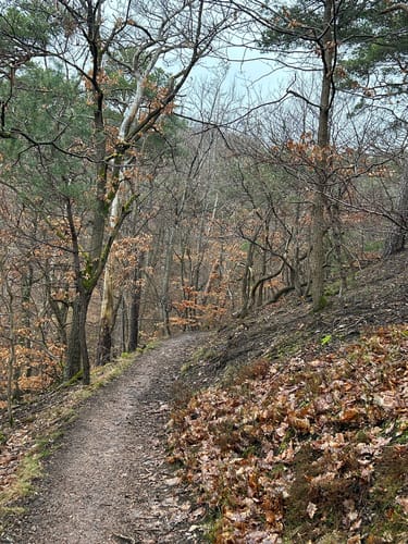Kirchheimbolanden: Schillerhainrundweg 7