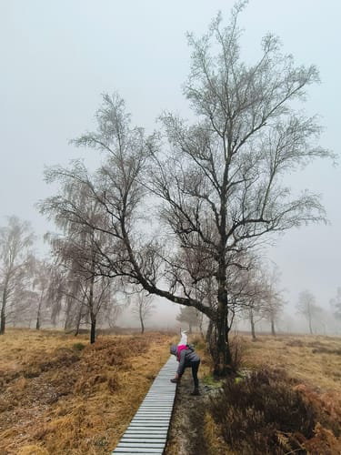 Struffeltroute