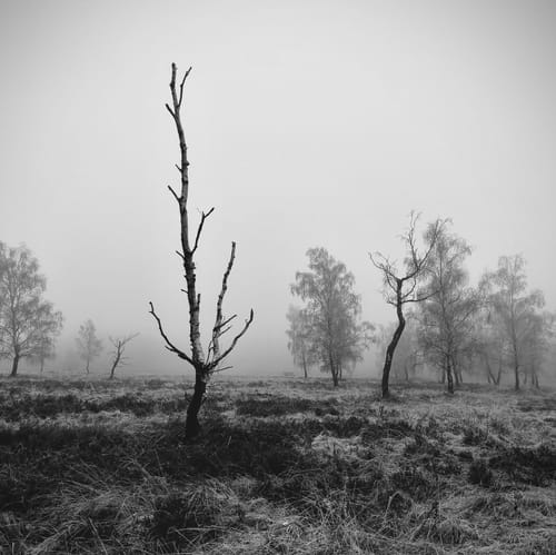 Struffeltroute