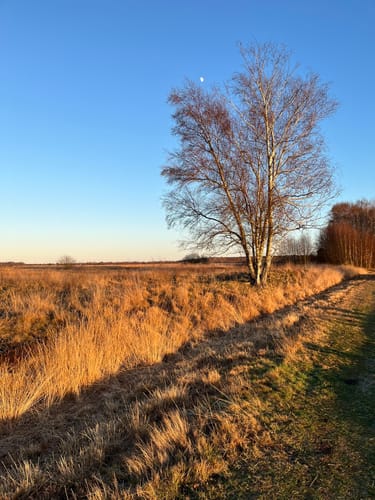 Oppenweher Moor