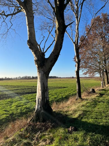 Oppenweher Moor
