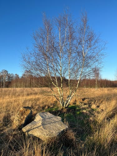 Oppenweher Moor