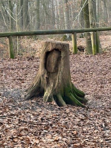 Durch den Tiergarten zum Schloss (Raesfeld A1)