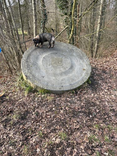 Durch den Tiergarten zum Schloss (Raesfeld A1)