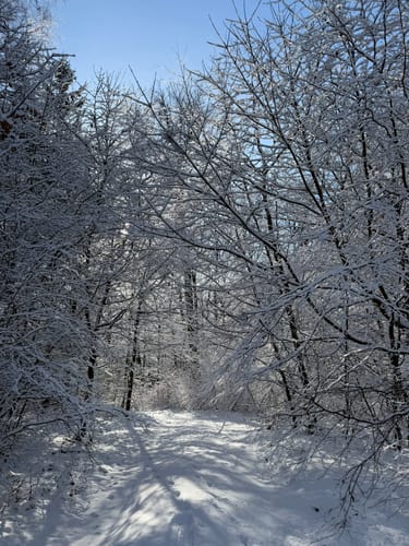 Selmsdorf - Forst Hohe Melle - Teschow
