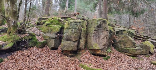 Felsenwald (Premiumwanderweg)