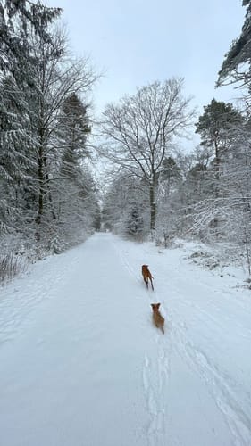 Schmidts Kiefern und Heidhofer Teiche