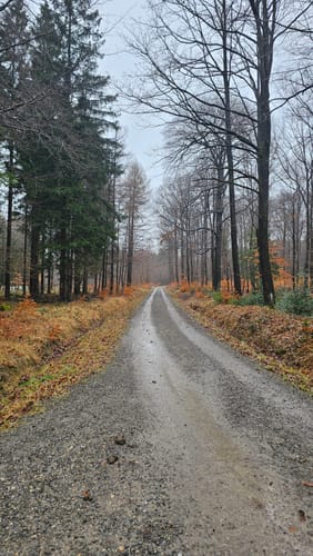Aus Vicht ins Fischbachtal