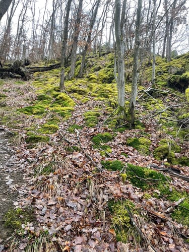 Von Döttesfeld durchs Grenzbachtal