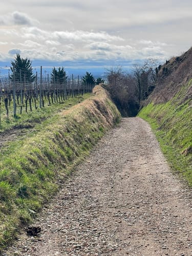 Kaiserstuhllauf