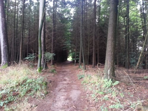 MTB Vogesenblick-Tour