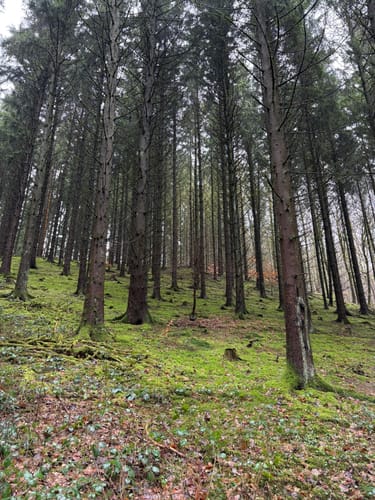 Kinder-Erlebniswanderung Gunderath