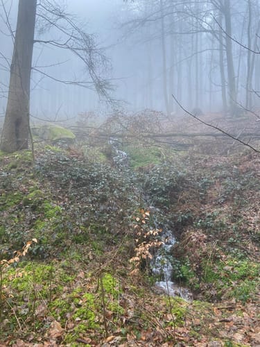 Rundwanderweg Am Scheppel 3: Krappendellenweg