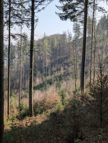Runde um Waldbreitbach