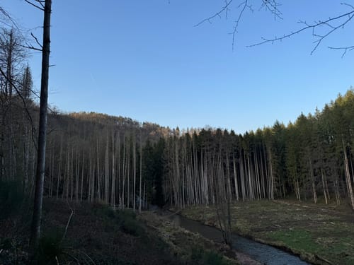 Landscheid 6