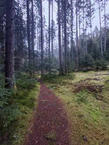 Wasserrad Paradies