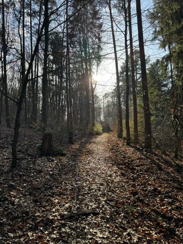 Zitronenkrämerkreuz (Premiumwanderweg)