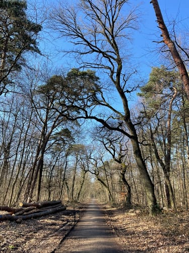 Zum Lennebergwald