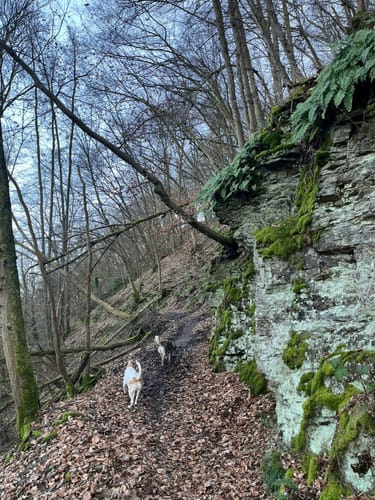 Rundwanderweg N4 (Niederbreitbach)