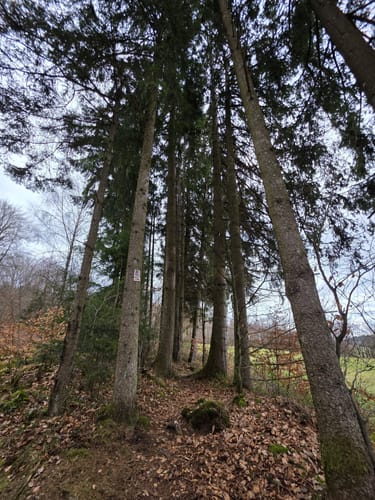 Trauntal-Höhenweg (Premiumwanderweg)