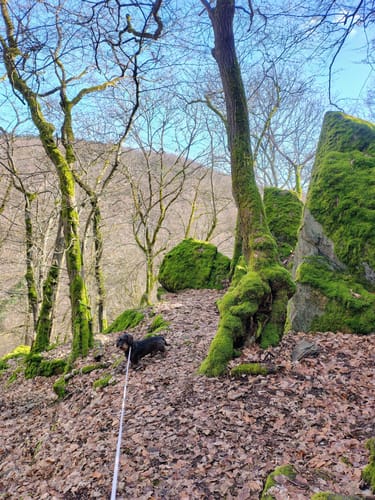 Michels Vitaltour (Premiumwanderweg)