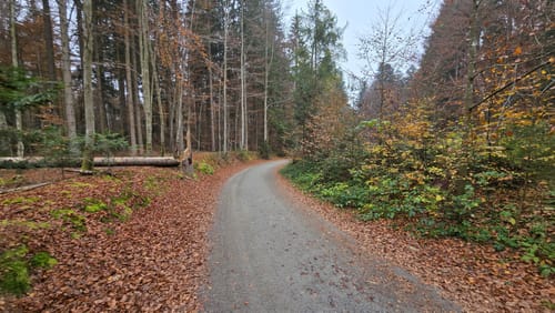 Rundweg Tier-Freigelände im Nationalparkzentrum Lusen