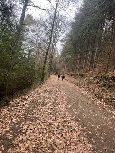 Waldseepfad Rieden (Traumpfad)
