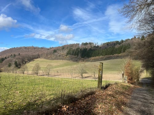 Waldseepfad Rieden (Traumpfad)