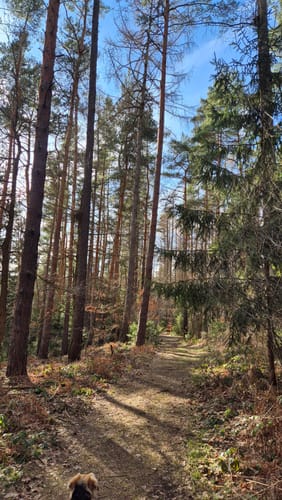 Berggießhübel-Cottaer Spitzberg