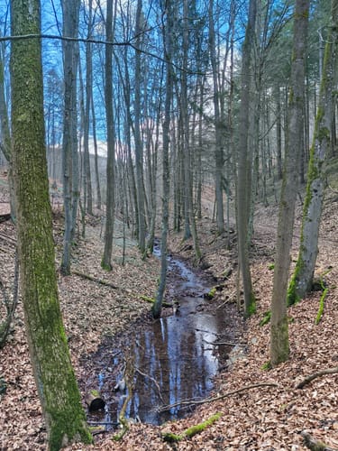 Förstersteig (Traumpfad)