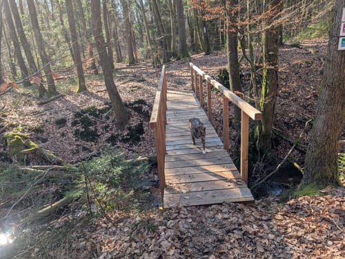 Wildnis-Trail Weiskirchen (Traumschleife)