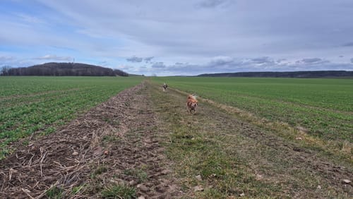Berggießhübel-Cottaer Spitzberg