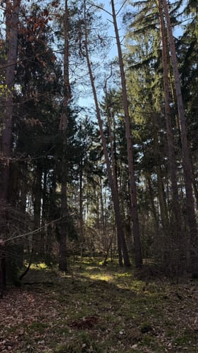 Rundwanderweg Dieburg-Kubigbrücke 2: Hasenböhlweg