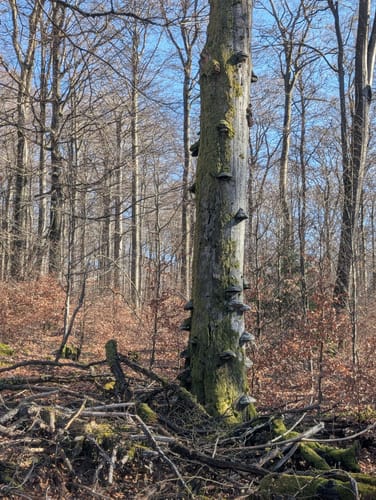 Wildnis-Trail Weiskirchen (Traumschleife)