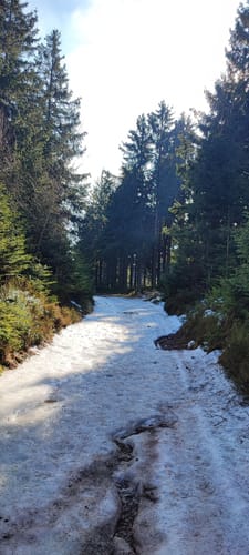 Zum Forsthaus Sattelbach