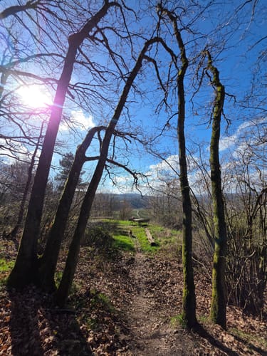 Karlskopf Panoramaweg (Moselsteig Seitensprung)