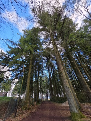 Karlskopf Panoramaweg (Moselsteig Seitensprung)