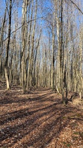 Hoher Meißner P1 (Premiumwanderweg)
