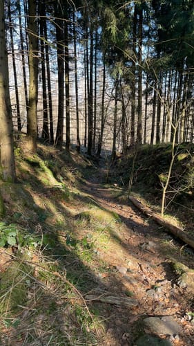 Hoher Meißner P1 (Premiumwanderweg)
