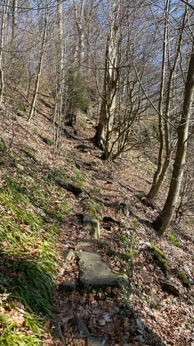 Hoher Meißner P1 (Premiumwanderweg)