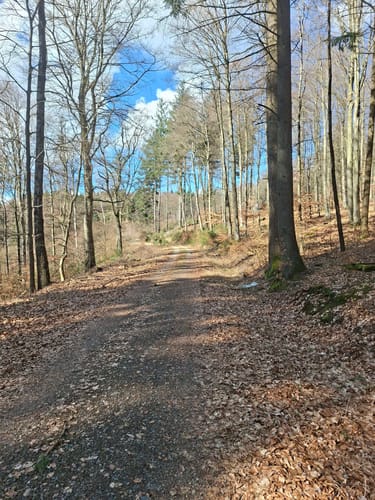 Rundwanderweg Gorxheimertal 9: Waldkopf-Weg