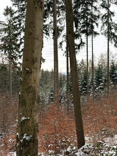 Rundweg Sternmühle