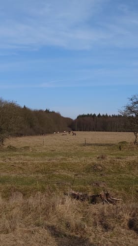 Runde bei Harislee