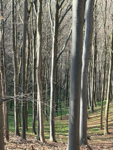 Wiesenberg und Boßler