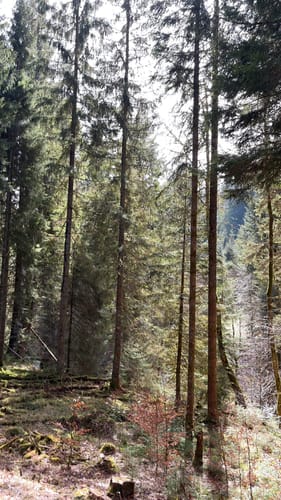 Tonbach - Überzwercher Berg