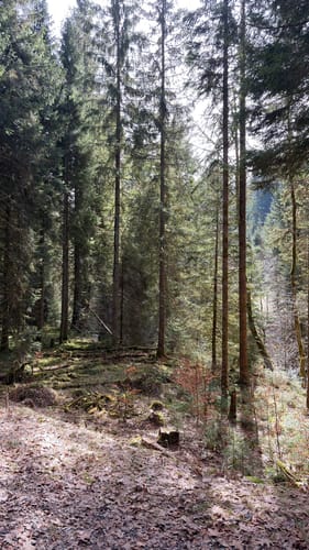 Tonbach - Überzwercher Berg