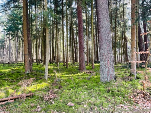 Waldspaziergang ab Baggersee Babenhausen